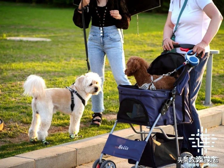 持续整治！对不文明养犬说不