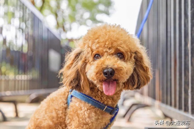 持续整治！对不文明养犬说不