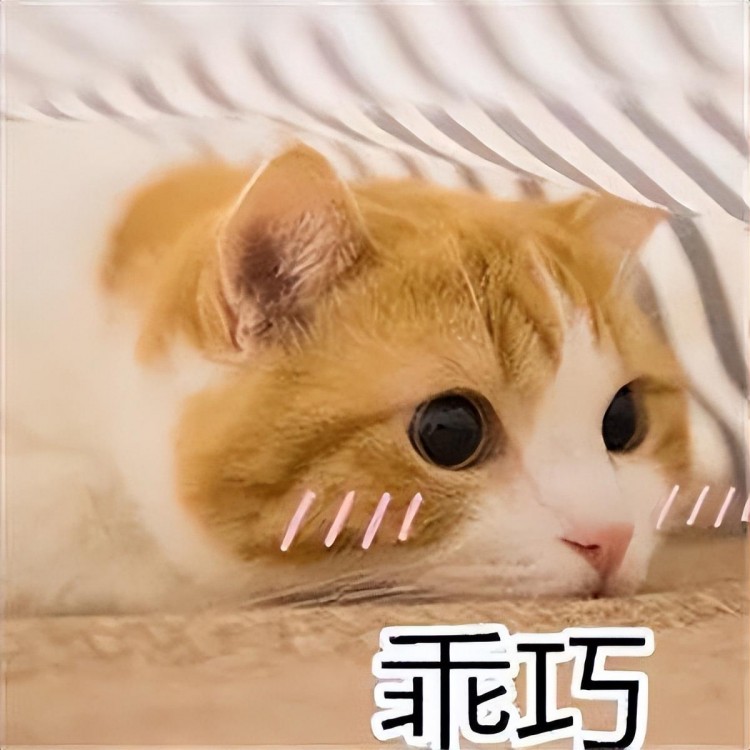 一只“懂事”的猫，会有这些表现，瞧瞧你家猫乖不？