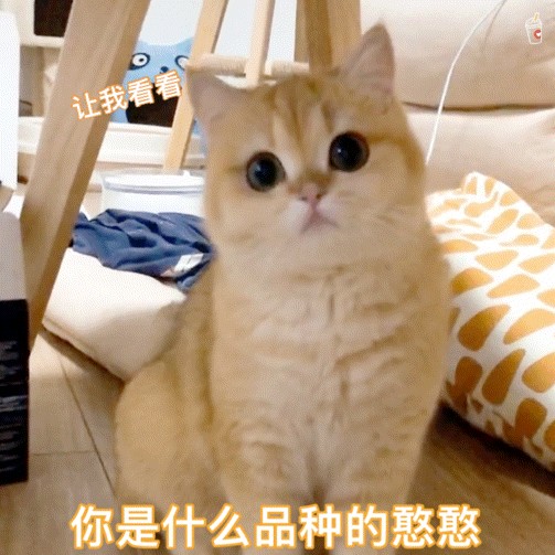 如果你家猫有这些特征，说明它在猫界中“聪明绝顶”