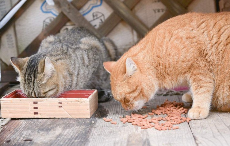 喵星人只爱吃猫粮怎么办教你三个方法改正猫咪的饮食习惯！