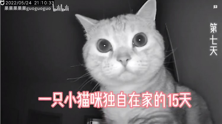 一只北京小猫独自隔离了15天，网友们看哭了：它怎么能这么乖