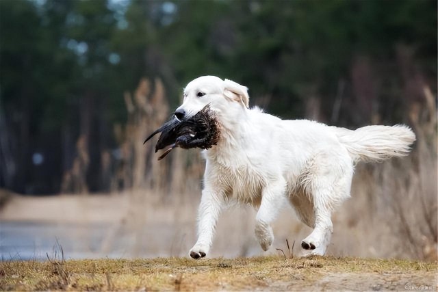 全球公认最适合新手养的中型犬—金毛VS拉布拉多你该如何选择