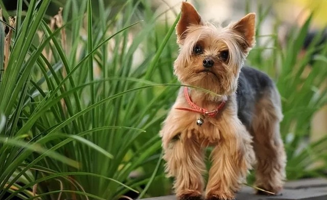 这不是松鼠是松鼠犬！全球最可爱的狗狗种类！