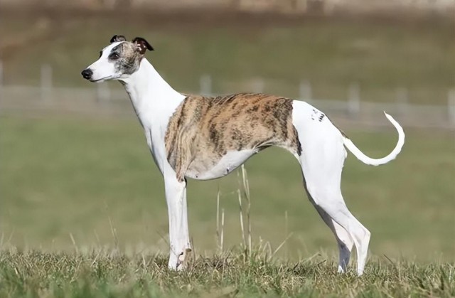 大名鼎鼎的二郎神哮天犬的原型——惠比特犬！