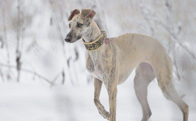 大名鼎鼎的二郎神哮天犬的原型——惠比特犬！