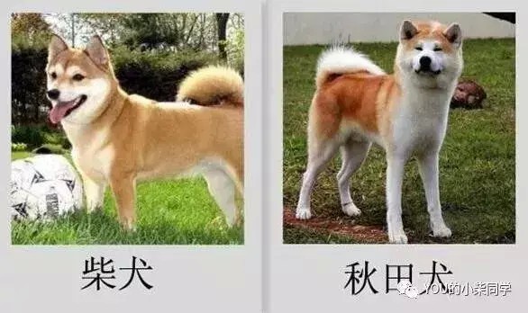 柴犬与秋田犬的四大区别