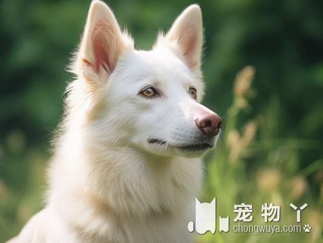 斗牛犬是梗类吗？